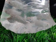 Molinezja księżycowa srebrna lira