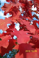 Dąb szczepiony czerwony długolistny kulisty inny