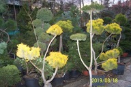 Sosna bonsai niwaki szczepiona żółta zimą cis jodła świerk cyprys inna