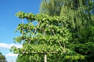 Lipa ekran zielony kwitnący stary okaz 500 cm inna