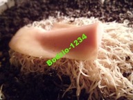 Pokarm dla rybek Wazonkowce Doniczkowce Albidus