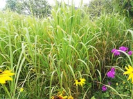 MISKANT CUKROWY - przepiękne puszyste kwiatostany