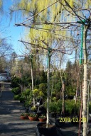 Lipa ekranowa 450cm obwód pnia 38cm kwitnąca stary duży okaz inna