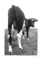 Pocztówka - Jałówka od zaplecza / krowa / cz.b.