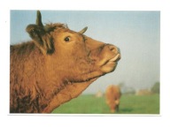 Pocztówka - Krowi portret z profilu / z języczkiem