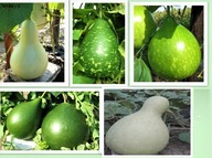 Tykwy Duże - MIX Nasiona Wysyłka z dostawą 2-6 dni!