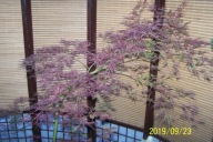 Klon japoński szczepiony czerwony Sumi pagoda inny