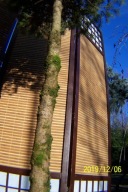 Świerk szczepiony kulisty Laurin karłowy okaz inny