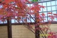 Klon czerwony palmowy szczepiony japoński kaskada MS inny