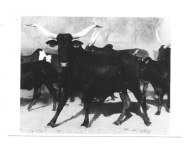 Pocztówka - Krowy zebu w drodze do wodopoju ...