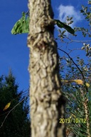 Leszczyna czerwona stary okaz 14 letnia szczepiona pendula inna