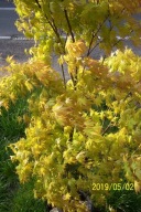 Klon szczepiony japoński żółty wiosną okaz inny