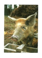 Pocztówka - Świnka domowa przy korycie / portret