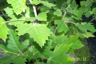 Platan szczepiony atrax obeliks inny