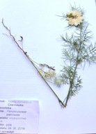 ZIELNIK, zestaw 20 gatunków - rośliny zielne z KORZENIAMI.