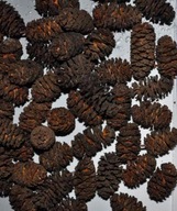 SZYSZKI OLCHY CZARNEJ 500szt. (naturalne) antyglon