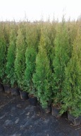Tuja Szmaragd 130-140 cm Transport Sadzenie
