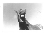 Pocztówka - Rżący koń / portret w szarościach ...