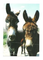 Pocztówka - Dwa osły przy ogrodzeniu / portret ...