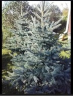 Drzewka, sadzonki - Świerk srebrny klujący - Wawa