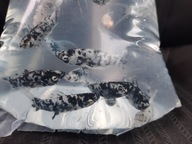 Molinezja księżycowa nakrapiana