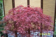 Klon dissectrum Seguri czerwony japoński szczepiony inny