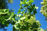 Miłorząb wąski kolumnowy japoński duży okaz inny