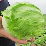 Sałata nasiona holenderskie Glassica