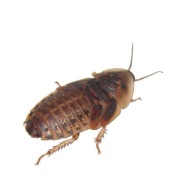 Karaczany Argentyńskie Dubia średnie 2-3cm 50szt+