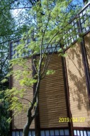 Klon czerwony palmowy szczepiony japoński przewieszony 20 letni inny