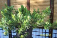 sosna górska szczepiona Hortinio świerk jodła inna