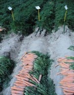 Marchewka nasiona holenderskie Fantazja