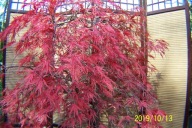 Klon disectum czerwony EXI DUŻY OKAZ szczepiony inny