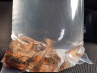 Kirysy ( pstry, złoty, spiżowy)