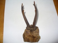 Stare poroże rogi kozła sarny