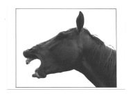 Pocztówka - Rżący koń / portret z profilu / cz.b.