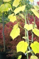 Klon kanadyjski szczepiony żółty kolumnowy inny