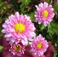 CHRYZANTEMA ZIMUJĄCA KŁĄCZOWA ## ISABELLA ROSA ##