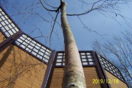 Brzoza 14 letnia Youngii 2 ramienna pendula inna