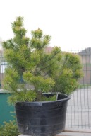 SOSNA KOSODRZEWINA 'WINTERGOLD' 90-120CM FOTKI