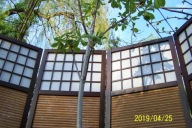 Kasztan szczepiony kolumnowy biały pienny inny