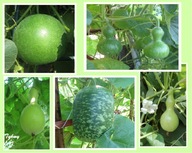 Tykwy Małe - MIX Nasiona Wysyłka z Dostawą 2-6 dni!