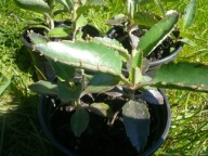 ŻYWORÓDKA ładne rozwinięte sadzonki okolo 10 -15cm