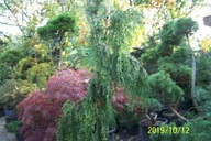 Cyprys nutkajski świerk jodła tuja sosna cis inny