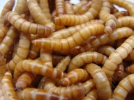 Mącznik młynarek - 50ml Z WŁASNEJ HODOWLI