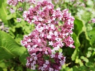 OREGANO lebiotka pospolita