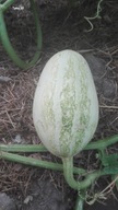 Nest Egg Gourd Dynia Ozdobna Nasiona Wysyłka z Dostawą 2 - 6 dni!