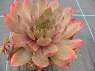 Rojnik 184 MARSALA z pięknym różowym marginesem