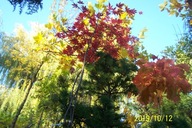 Cyprys drzewiasty mini okazały inny