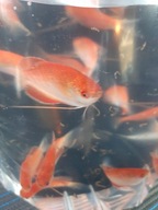 Gurami czerwone ( labiryntowe)